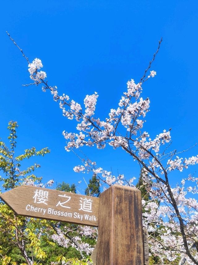 嘉義阿里山櫻花繽紛綻放