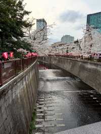 “The Sakura Vein: Whispering Spring along Meguro River”