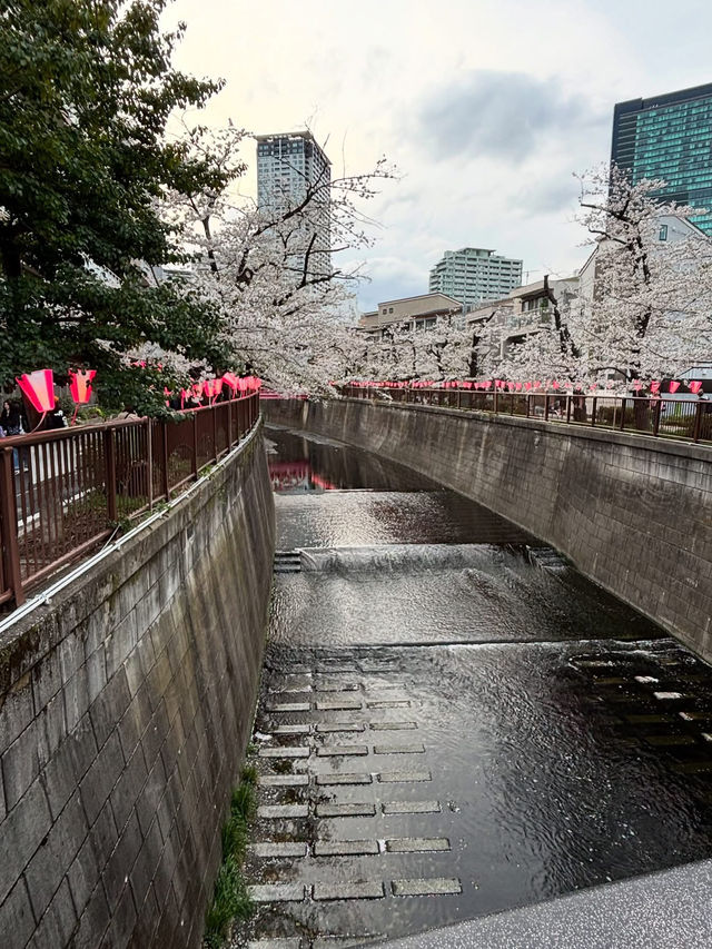 “The Sakura Vein: Whispering Spring along Meguro River”