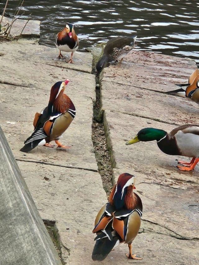Golden Acre Park