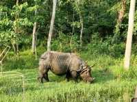 Chitwan National Park: Nepal’s Wild Treasure