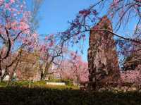仙台市中心賞櫻好去處---榴岡公園，白天晚上都很夢幻！