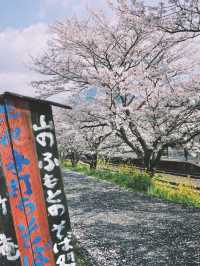 Spring Exchange Adventure | Sakura in Kyushu, Nature’s Best! 🌸