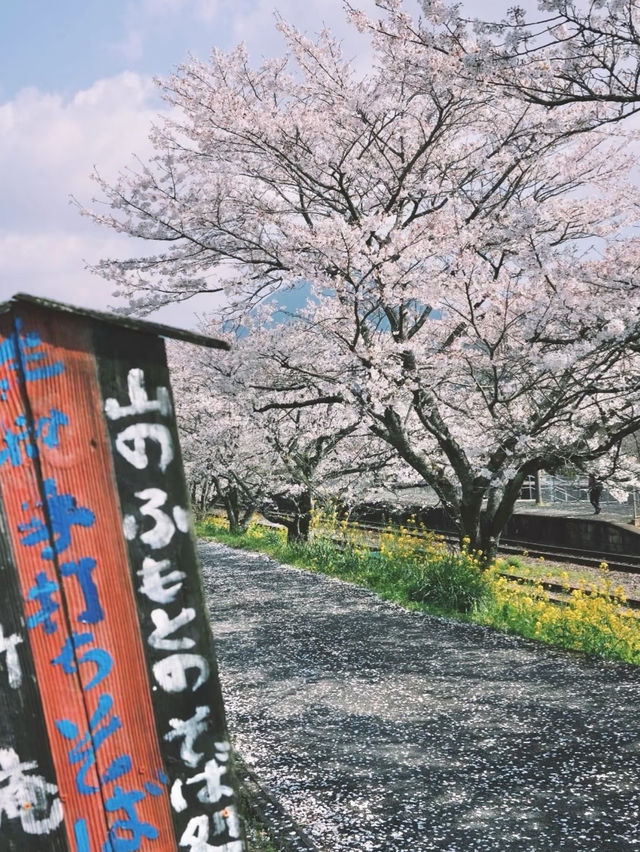 Spring Exchange Adventure | Sakura in Kyushu, Nature’s Best! 🌸