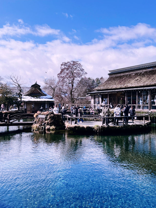 ［東京旅行］忍野八海-富士山旁的人間仙境☁️