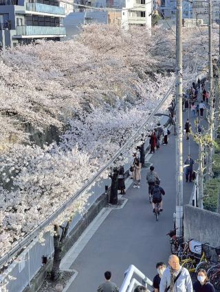 🌸 Kanda River Sakura — Quiet but Stunning!