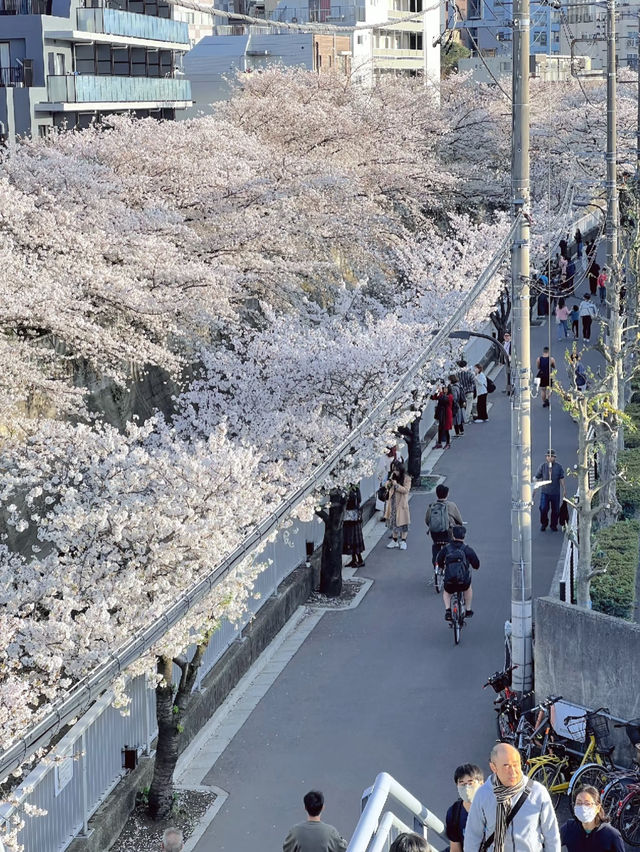 🌸 Kanda River Sakura — Quiet but Stunning!