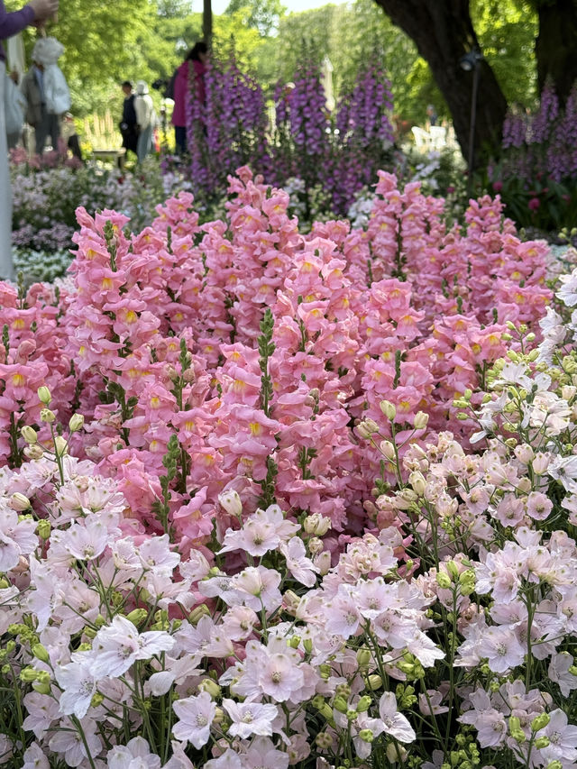 My Ashikaga Seasonal May 2025 Wisteria Story 