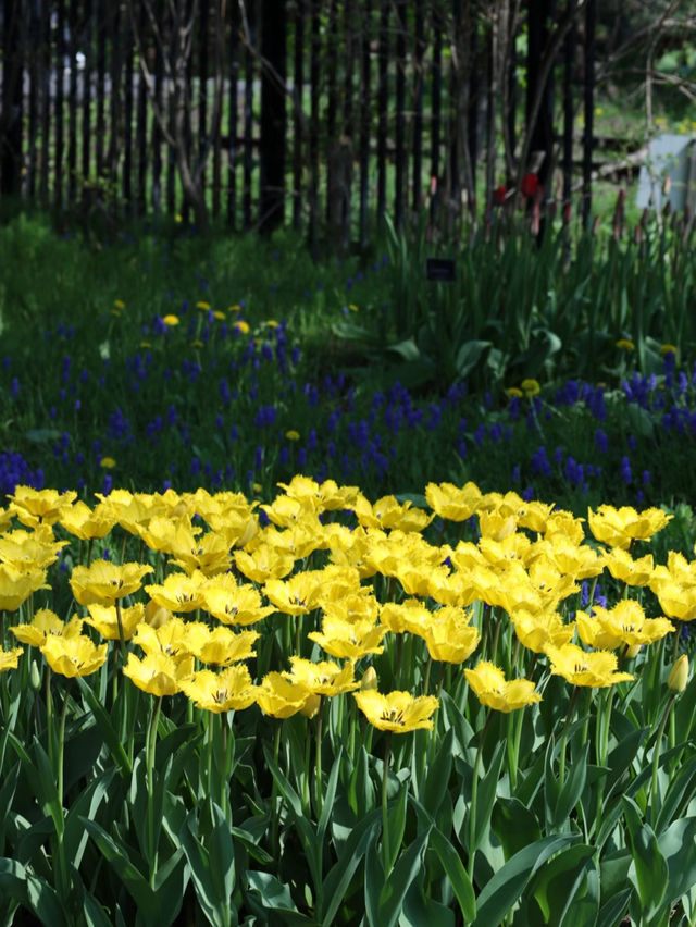 🌷Sapporo, Hokkaido – Tulips in Full Bloom, Static Beauty🌷