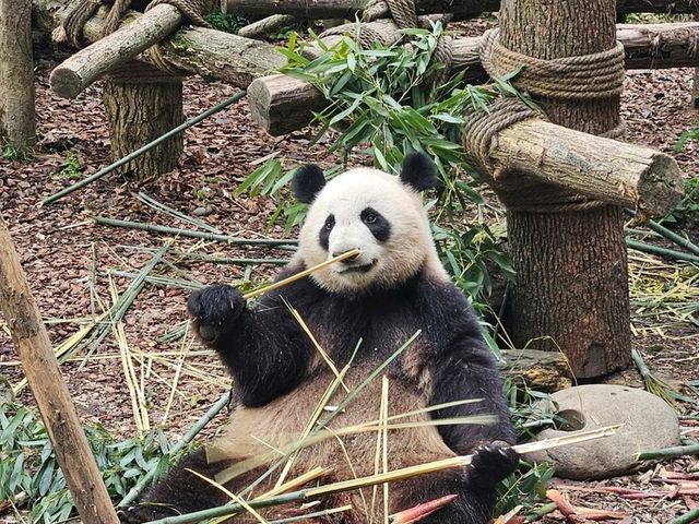 熊貓谷🐼萌萌的 都江堰📷藍眼淚