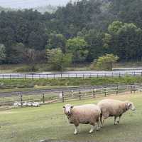 Hidden Gem during Golden Week! Shaun the Sheep Farm & English Garden