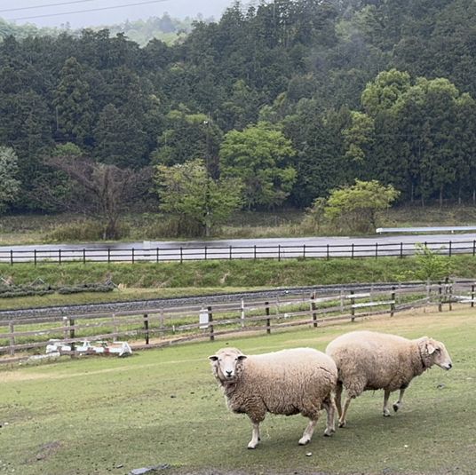 Hidden Gem during Golden Week! Shaun the Sheep Farm & English Garden