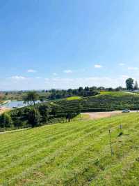 Sip & Savor the Scenery at Choui Fong Tea Plantation