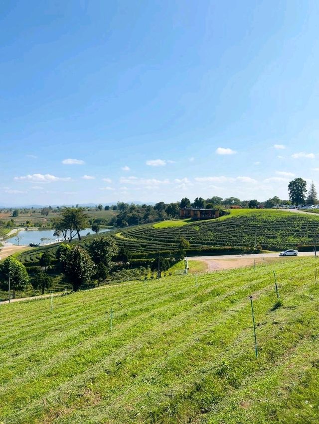 Sip & Savor the Scenery at Choui Fong Tea Plantation