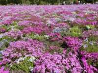 【山梨】ピンクの絨毯が一面に広がる富士芝桜
