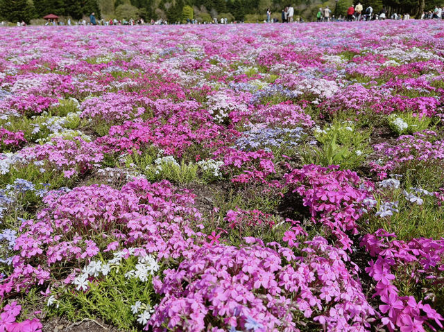 【山梨】ピンクの絨毯が一面に広がる富士芝桜