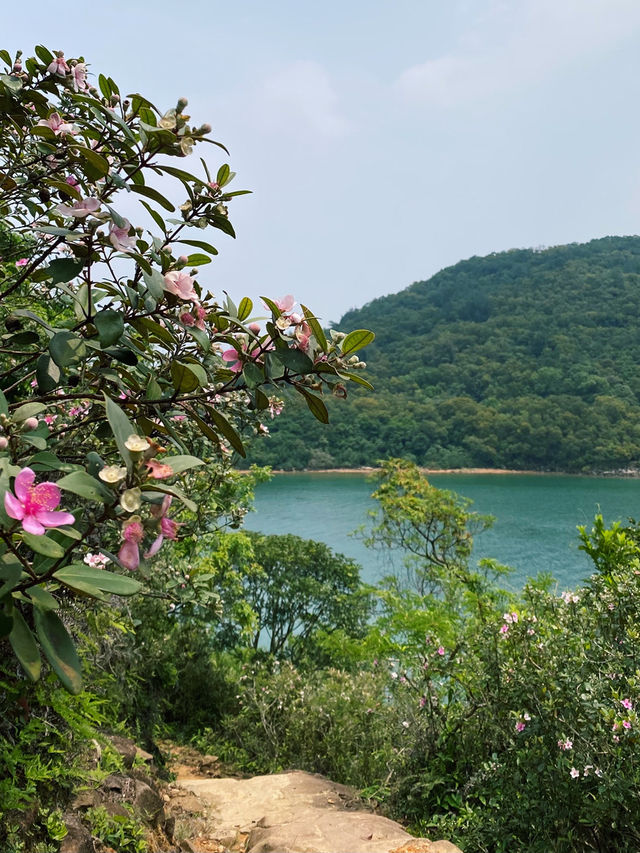 香港｜一路看海的快樂，大灘至海下郊遊徑 🌸