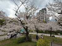 Sumida Park: Riverside Sakura Bliss in Tokyo