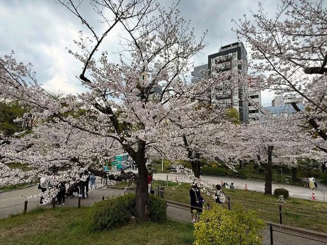 Sumida Park: Riverside Sakura Bliss in Tokyo