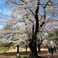 Shinjuku Gyoen – A Quiet Breath in the Heart of Tokyo