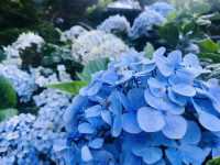 台北｜陽明山繡球花季起跑 一個月花期限定絕美花海