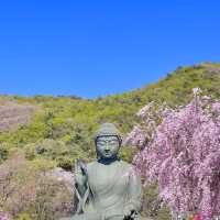 겹벚꽃 명소 각원사 🌸