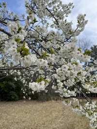 🌸【春日花季攻略】國營常陸海濱公園｜錯過粉蝶花也不怕，鬱金香、櫻花、童話風車一次收服你的鏡頭！