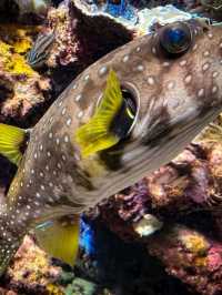 Journey into the Blue: Okinawa Churaumi Aquarium’s Ocean Wonders