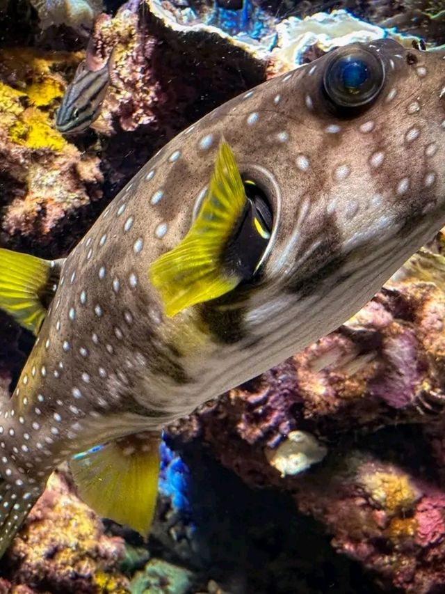 Journey into the Blue: Okinawa Churaumi Aquarium’s Ocean Wonders