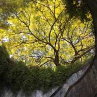 Fort Canning Morning & a Flaky Start at Tiong Bahru Bakery