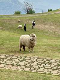 ฟาร์มในฝันที่มีมากกว่าความสวย…🌾🐑