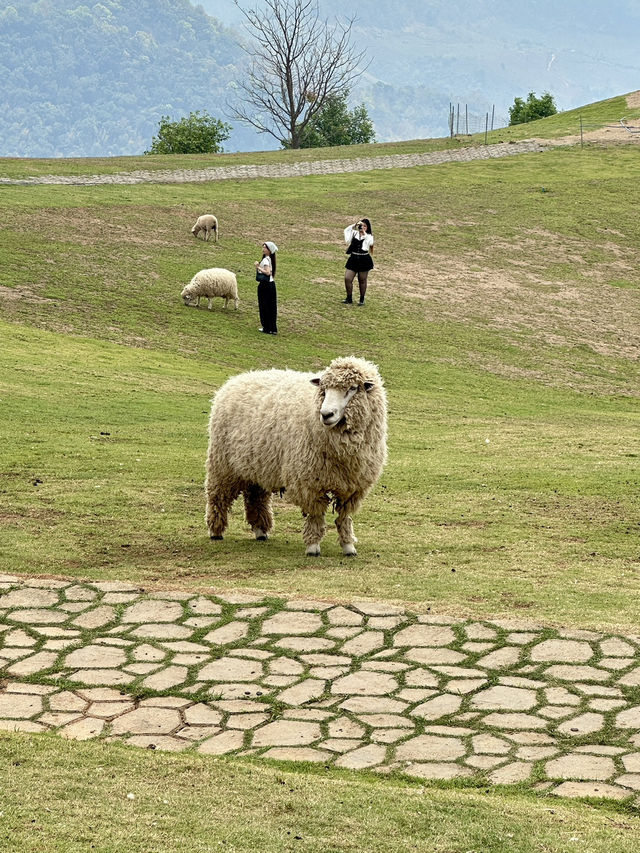 ฟาร์มในฝันที่มีมากกว่าความสวย…🌾🐑