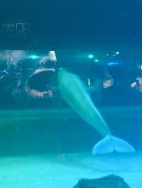 Dive into Wonder: A Day at Lotte World Aquarium