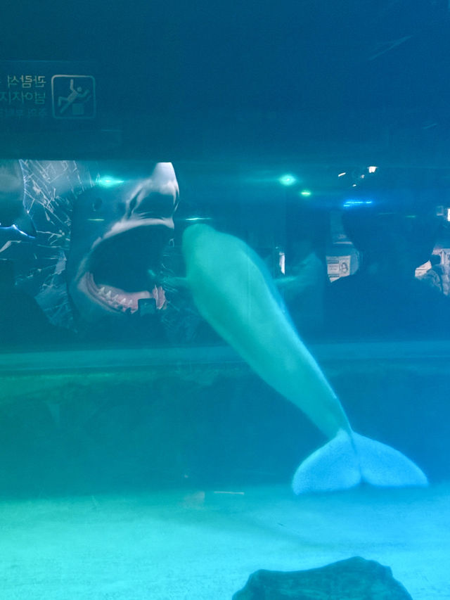 Dive into Wonder: A Day at Lotte World Aquarium