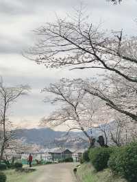 Sakura Reflections at Ogi Park’s Tranquil Lake