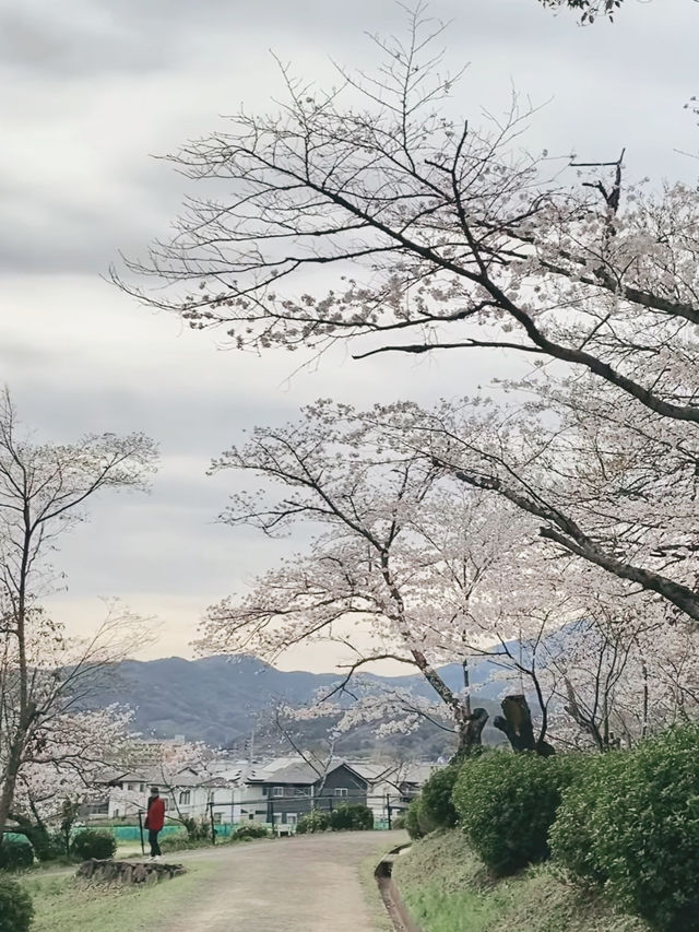Sakura Reflections at Ogi Park’s Tranquil Lake