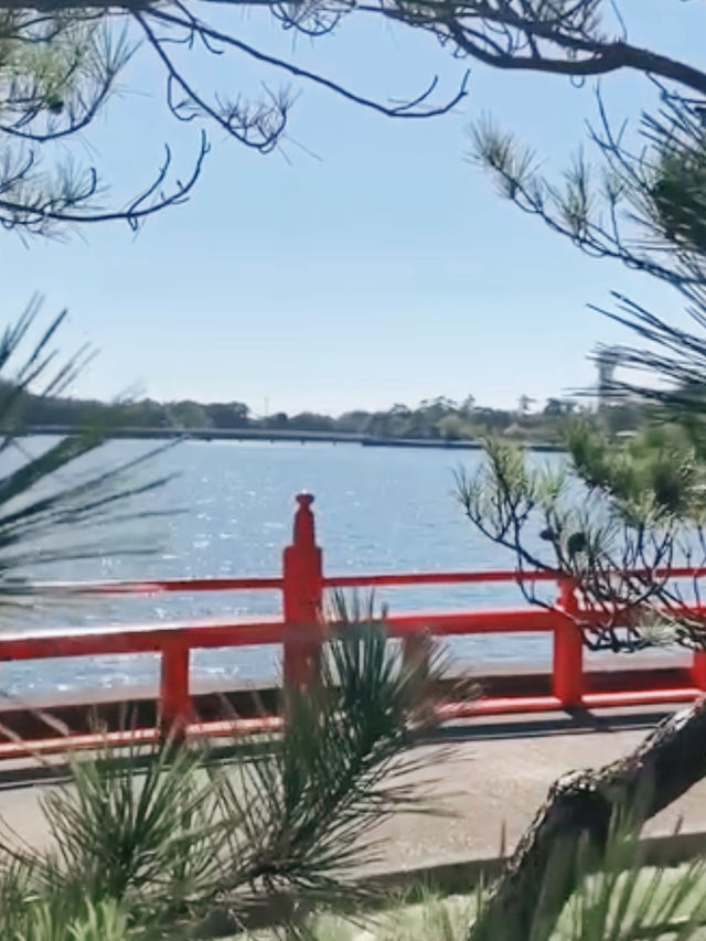 Swan Boats & Sakura Dreams at Tokiwa Park