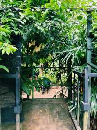 🌿✨Nature Garden 75 – 五感で楽しむ、スリランカのスパイスガーデン✨🌿