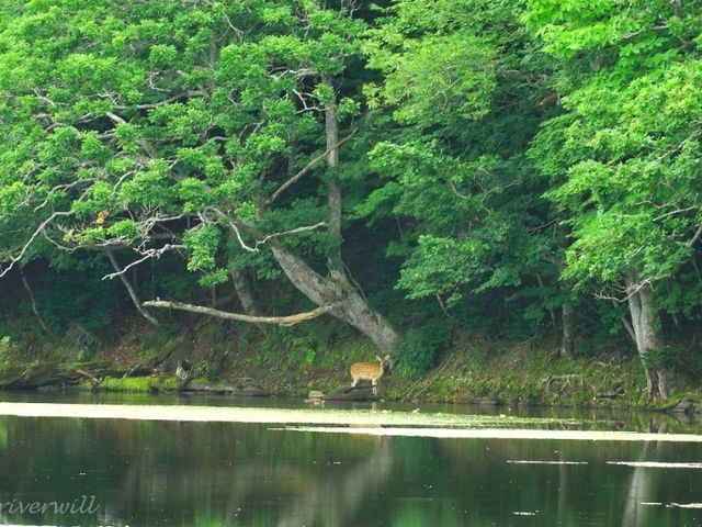 【北海道】世界遺産の森で知床の自然を堪能「知床五湖」