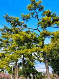 Odawara Castle – A Samurai Stronghold with Scenic Views