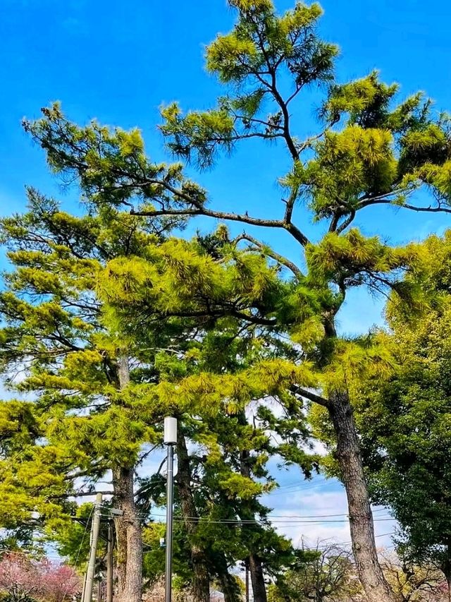 Odawara Castle – A Samurai Stronghold with Scenic Views