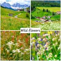 wild flowers