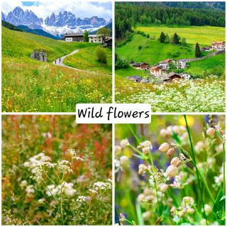 wild flowers