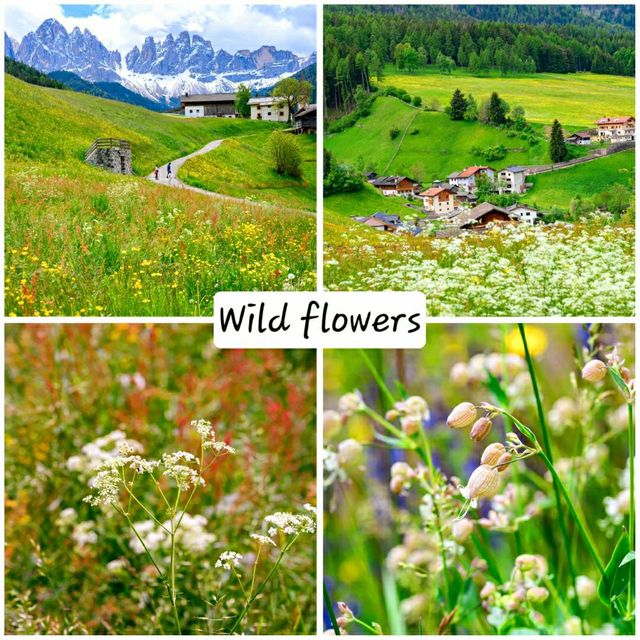 wild flowers