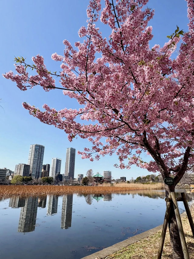 A Peaceful Escape in Ueno 🌸📖