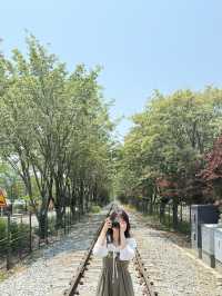 전주 이팝나무 철길🌿🚂