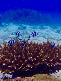 こんなに安くて大満足！シミランで賢くリゾート体験🌊🐠💸