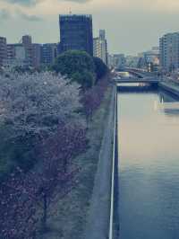  東京木場區購物攻略｜實用與特色伴手禮精選