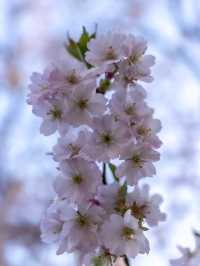 Cherry Blossoms in Olympiapark – Munich’s Springtime Magic