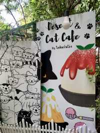 มากินติมดูแมวกัน@ไอติมก้นโอ่ง